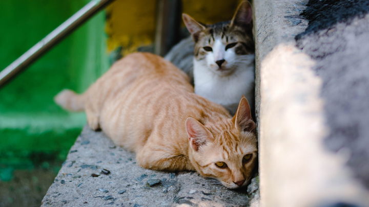 adoptar-gatos-callejeros