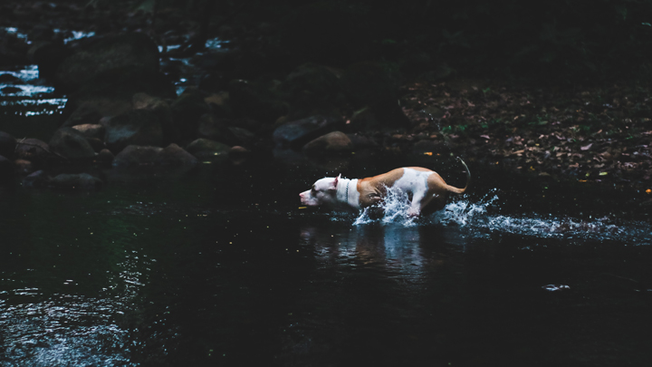 perros-agua