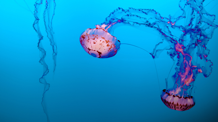 medusas-mascotas