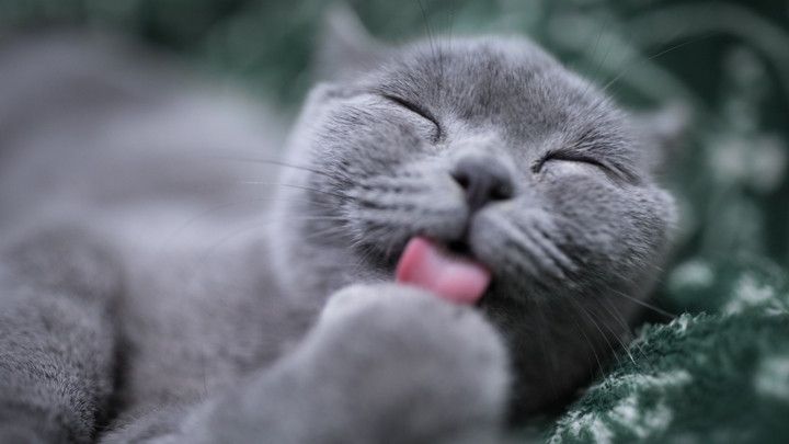 lengua-gatos
