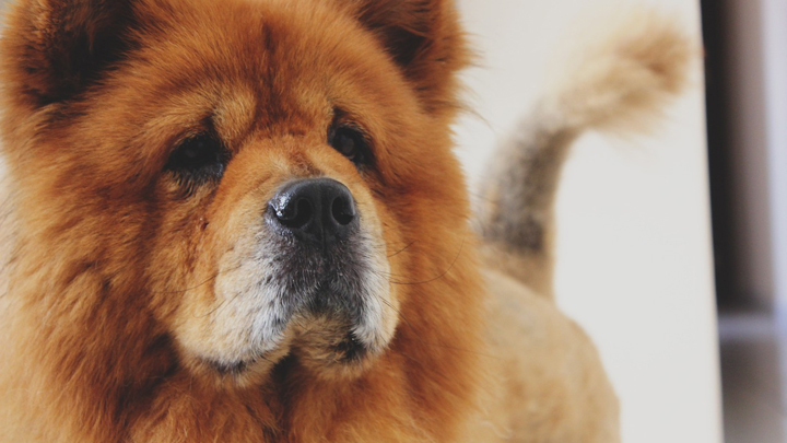 perro-chow-chow
