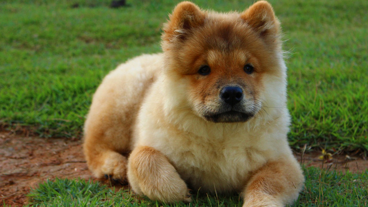 perro-chow-chow