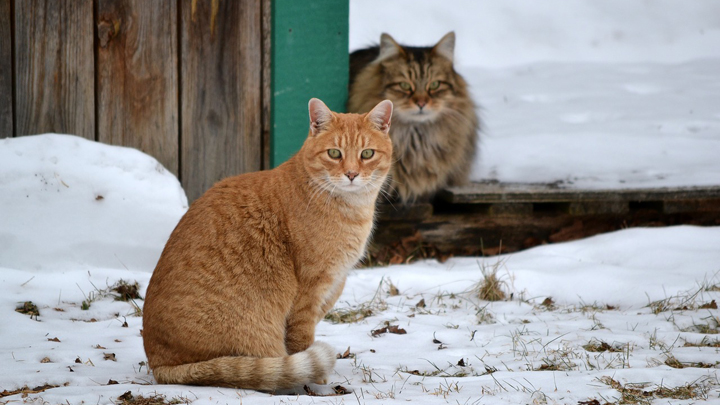 gatos-invierno