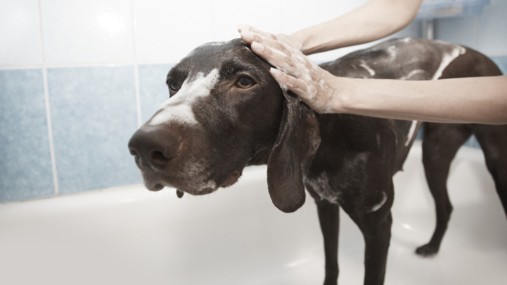 perros-higiene
