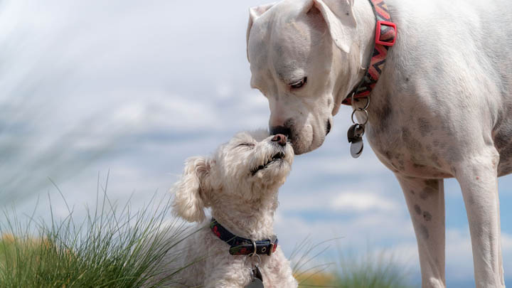 perros-amistad