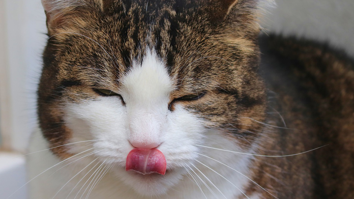 gatos-lengua