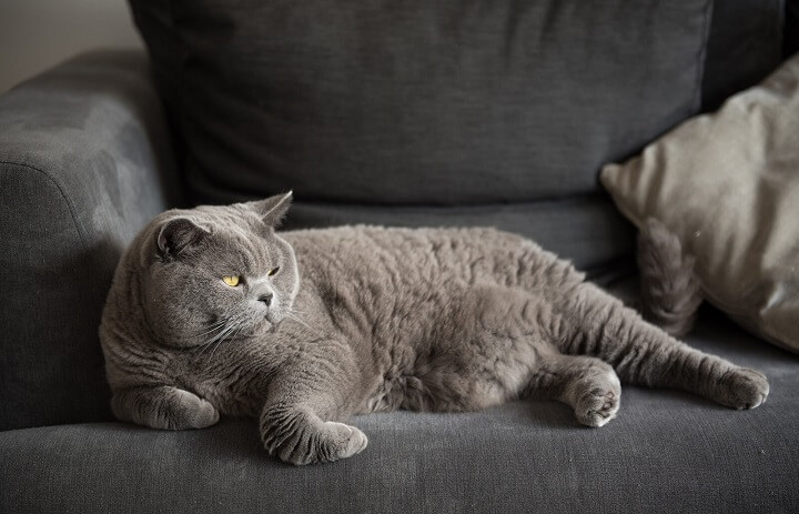 gato-con-sobrepeso