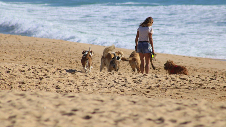 perros-playa