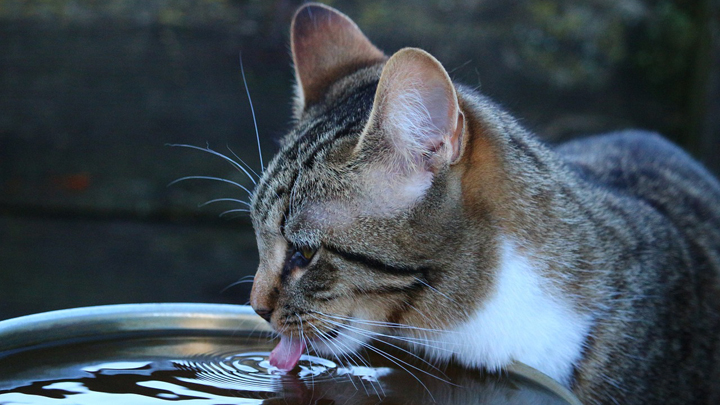 gatos-agua