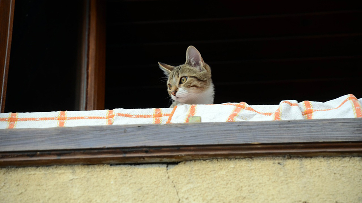 gato-balcon