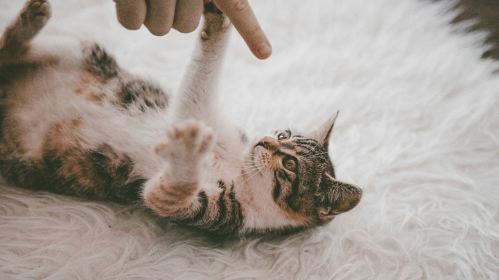 gato-alfombra