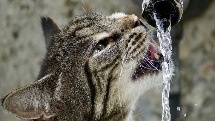 gatos-agua