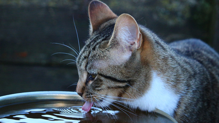 gato-agua