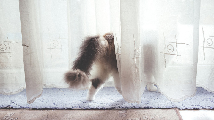 gato-cortinas