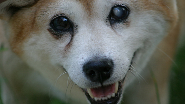 glaucoma-perro