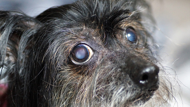glaucoma-perro