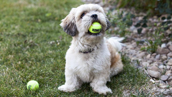 perros-pelota-tenis