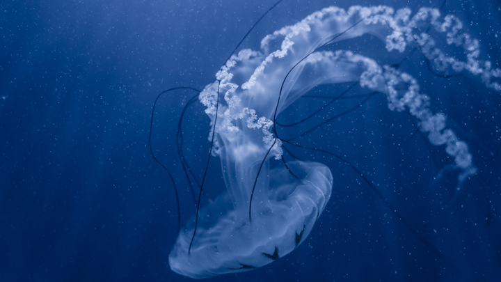medusas-peligrosas