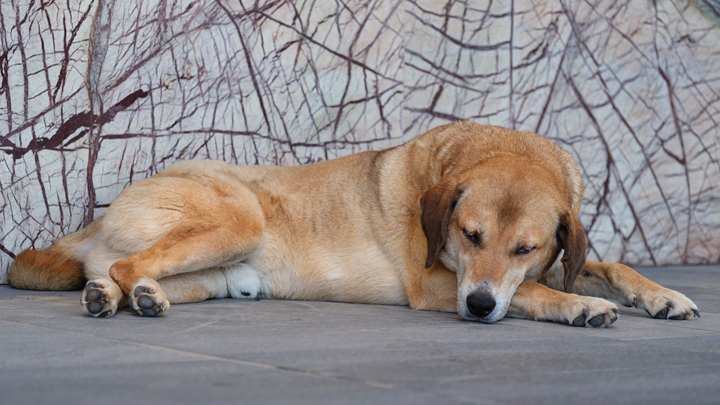 perros-cansancio