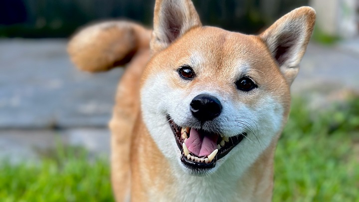 mascota-feliz