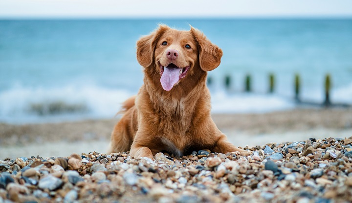 mascota-feliz